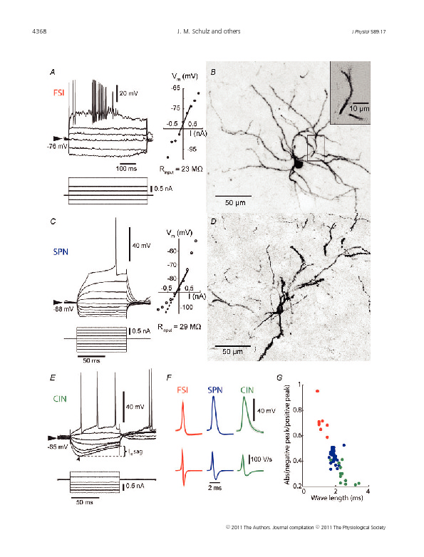 Download Enhanced high-frequency membrane potential fluctuations control spike output in striatal fast-spiking interneurones in vivo.